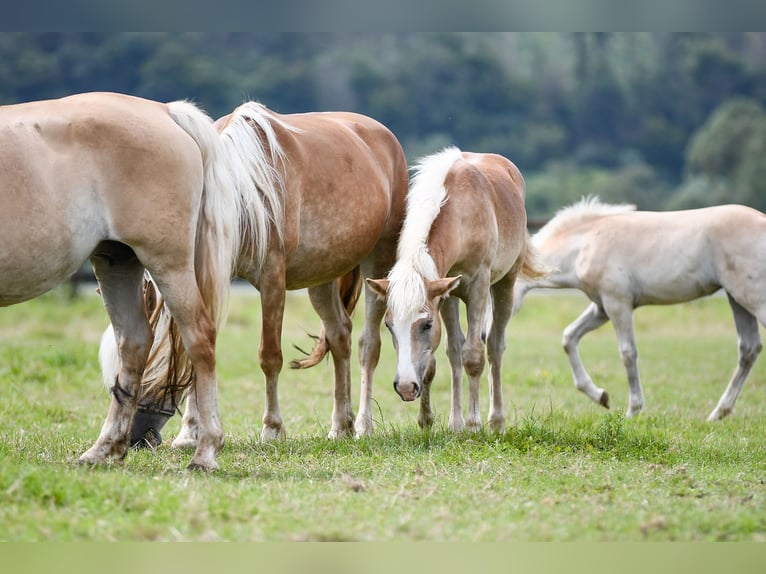 Haflinger Hongre 5 Ans 150 cm Alezan in Edertal