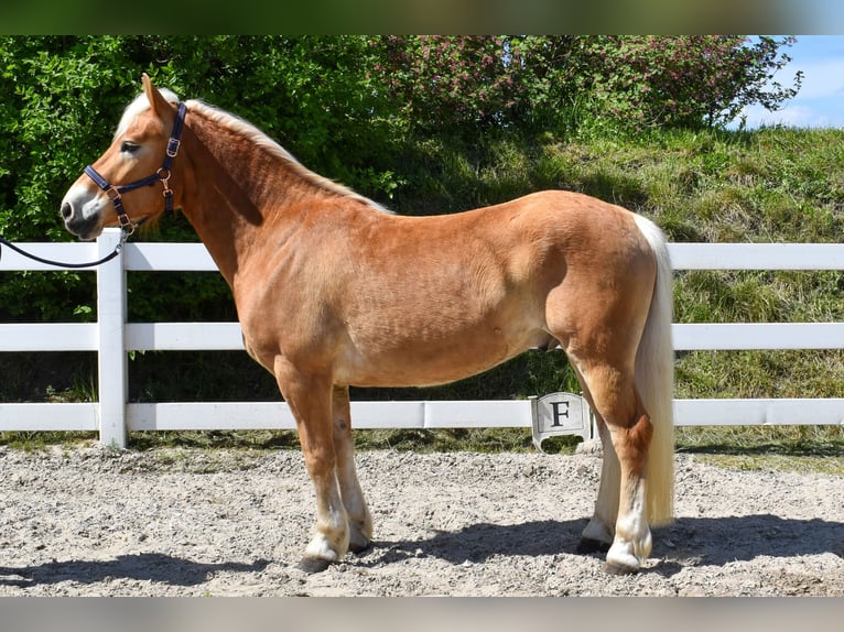 Haflinger Hongre 5 Ans 151 cm Alezan in Seebad Bansin