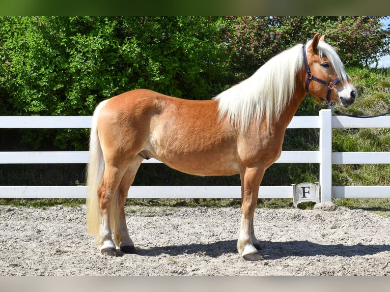 Haflinger Hongre 5 Ans 151 cm Alezan in Seebad Bansin