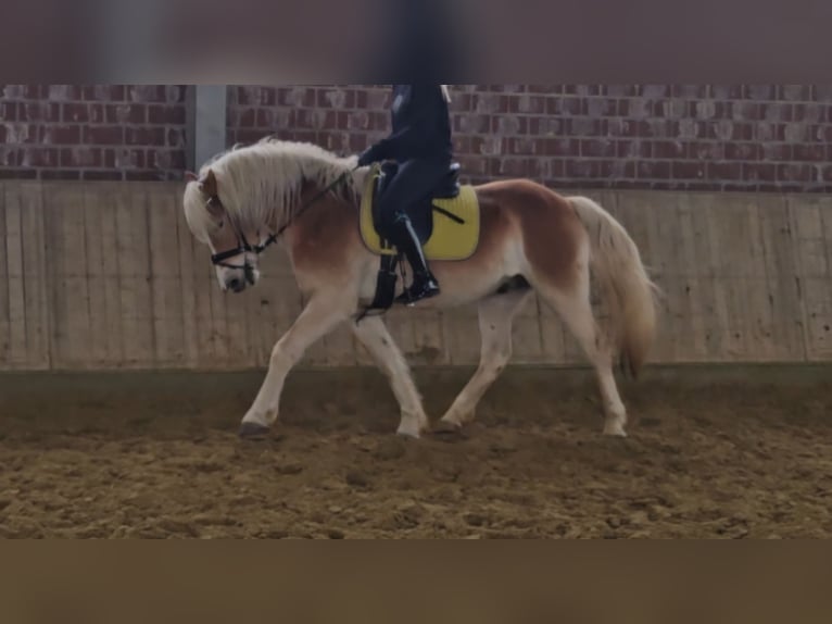 Haflinger Hongre 5 Ans 152 cm Alezan in Wachtendonk
