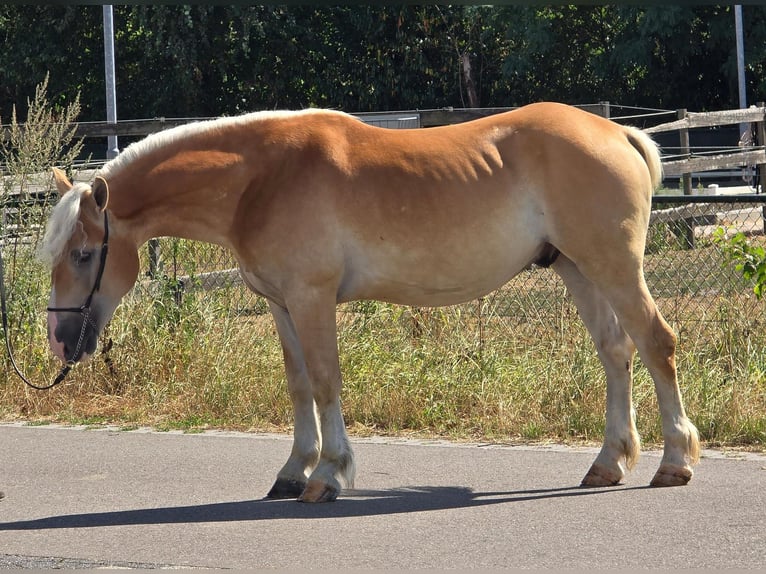Haflinger Hongre 5 Ans 152 cm Palomino in Weert