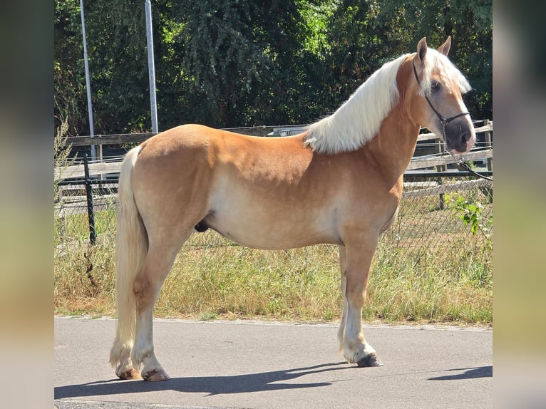 Haflinger Hongre 5 Ans 152 cm Palomino in Weert