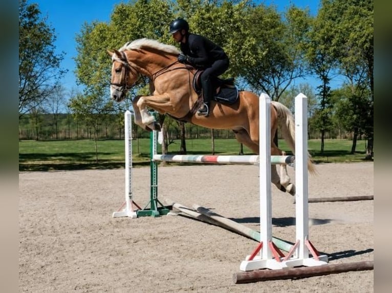 Haflinger Hongre 5 Ans 152 cm Palomino in Weert
