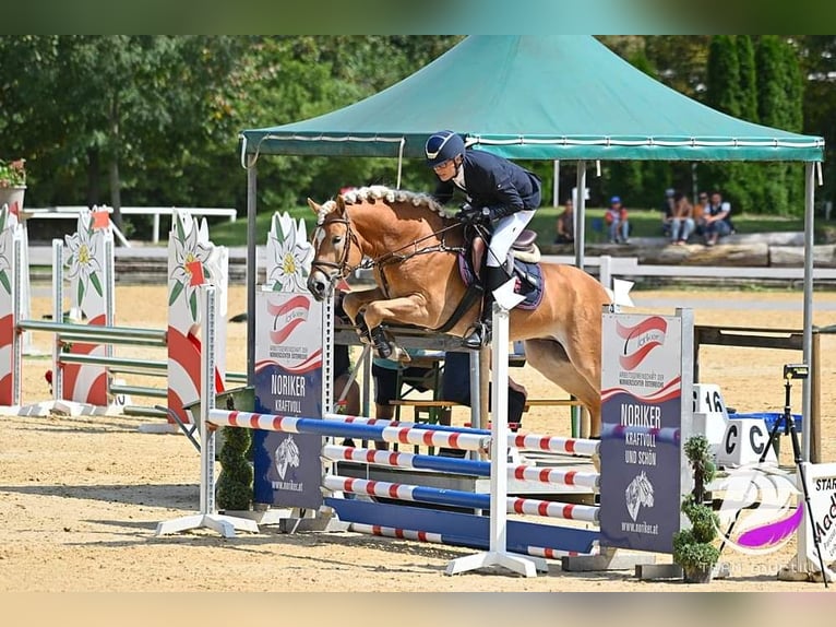 Haflinger Hongre 5 Ans 155 cm Alezan in Wervershoof