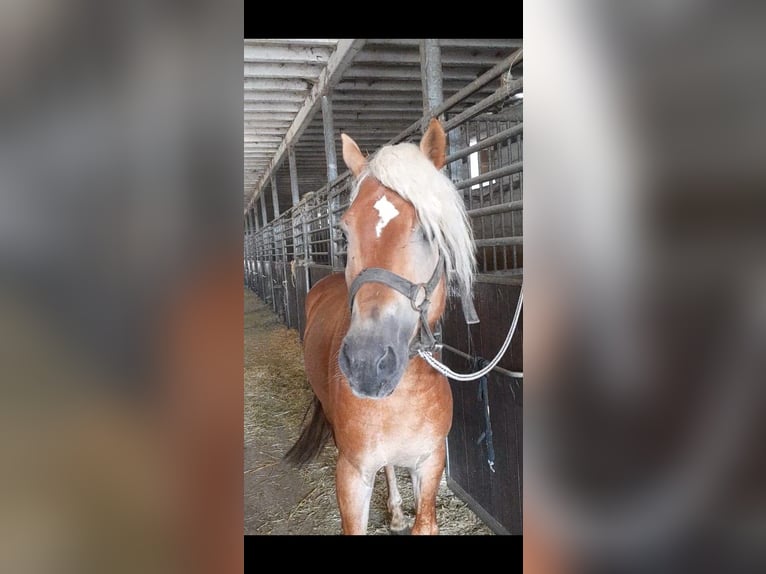 Haflinger Hongre 5 Ans 155 cm Alezan in Niederzier
