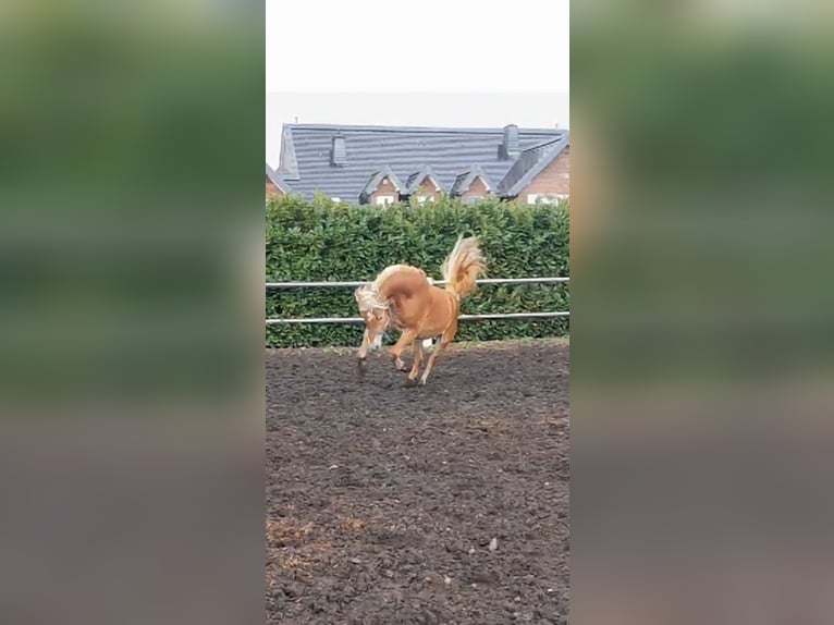 Haflinger Hongre 5 Ans 155 cm Alezan in Niederzier