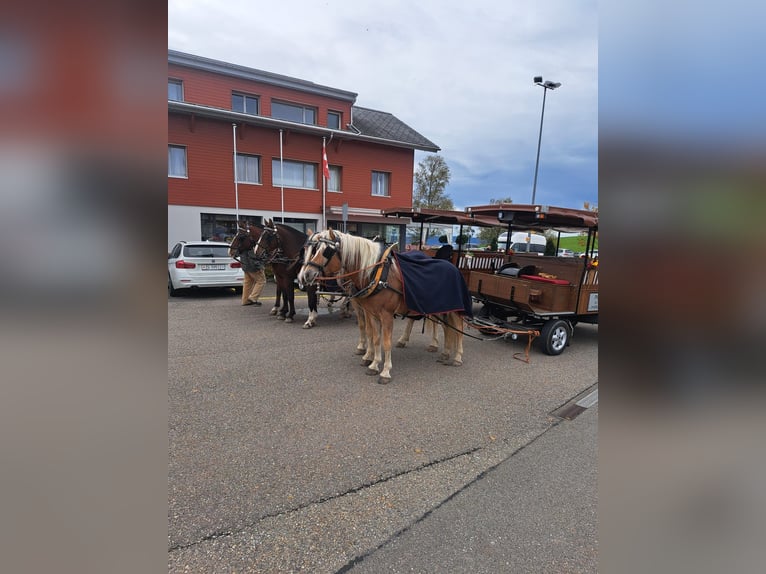 Haflinger Hongre 5 Ans 155 cm Bai clair in Morgarten