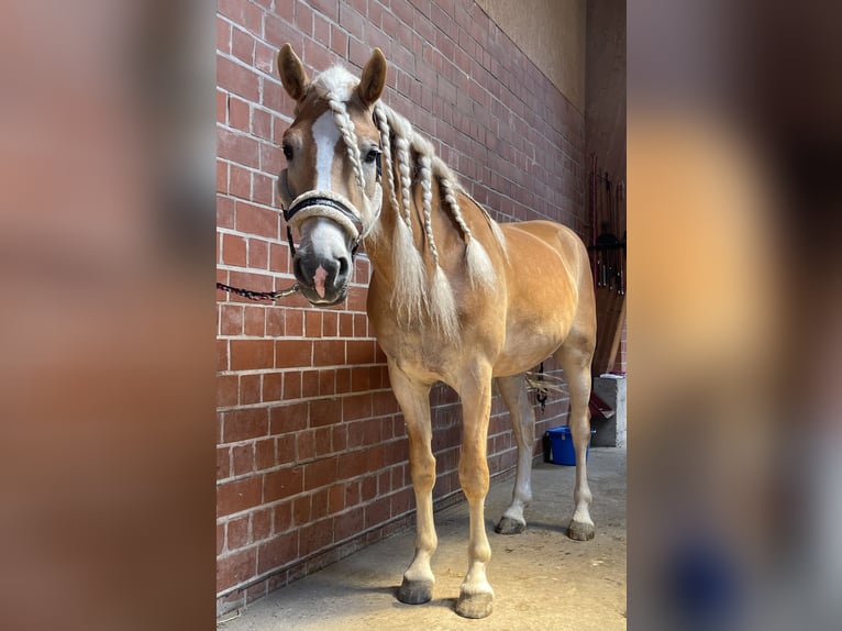 Haflinger Hongre 5 Ans 156 cm Alezan in Bönen