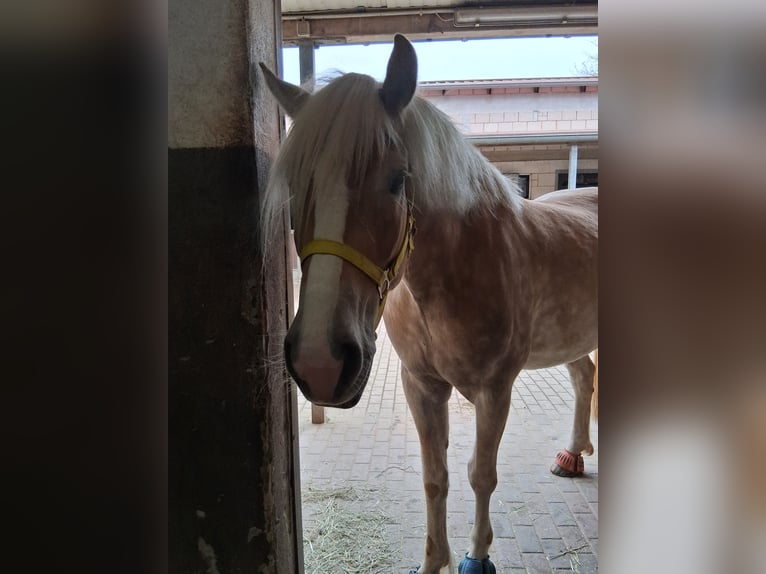 Haflinger Hongre 5 Ans 160 cm Alezan in Marpingen