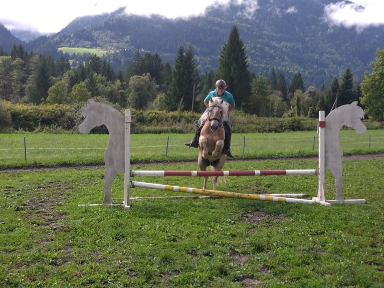 Haflinger Hongre 5 Ans Alezan in St. Daniel im Gailtal