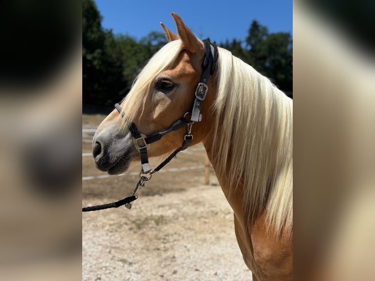 Haflinger Hongre 5 Ans  in Globasnitz / Globasnica