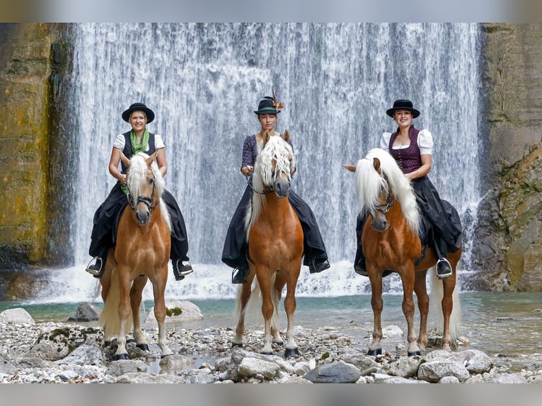 Haflinger Hongre 5 Ans in Ro&#xDF;haupten