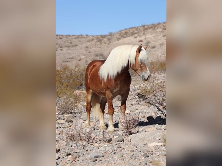 Haflinger Hongre 6 Ans 132 cm Alezan cuivré in Joshua, tx