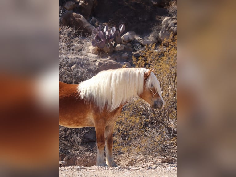 Haflinger Hongre 6 Ans 132 cm Alezan cuivré in Joshua, tx