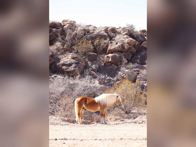 Haflinger Hongre 6 Ans 132 cm Alezan cuivré in Joshua, tx