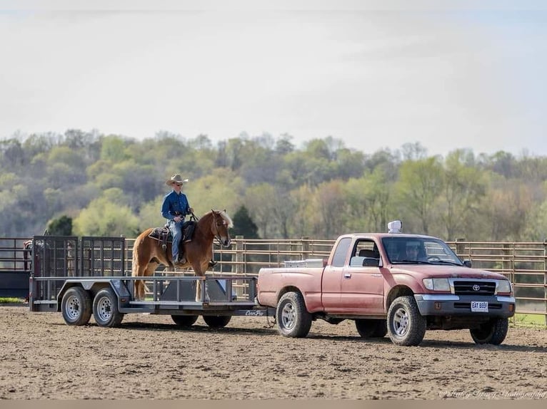 Haflinger Hongre 6 Ans 132 cm in Auburn, KY