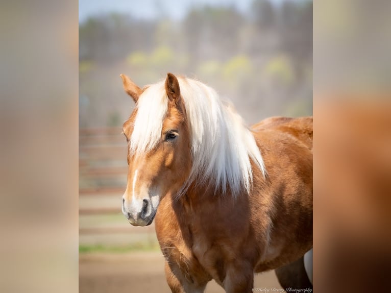 Haflinger Hongre 6 Ans 132 cm in Auburn, KY