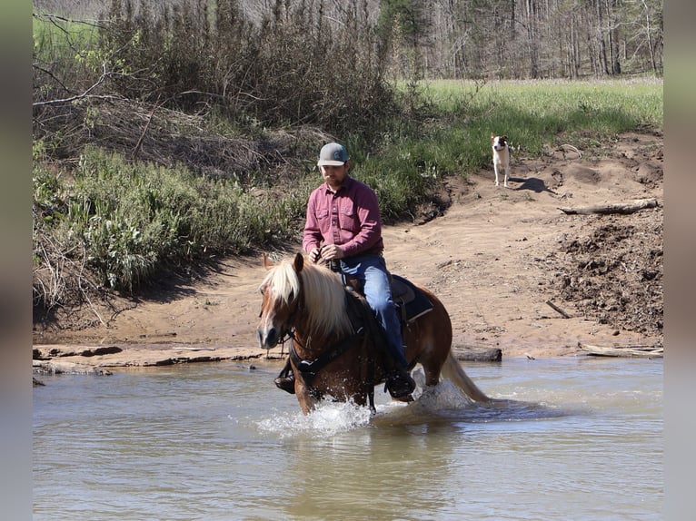 Haflinger Hongre 6 Ans 132 cm in Auburn, KY