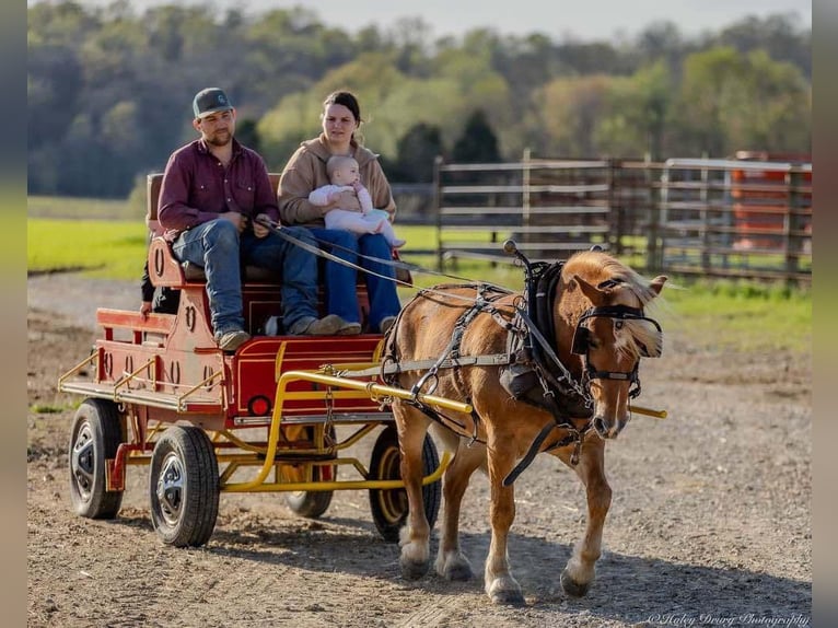 Haflinger Hongre 6 Ans 132 cm in Auburn, KY