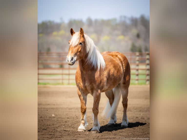 Haflinger Hongre 6 Ans 132 cm in Auburn, KY