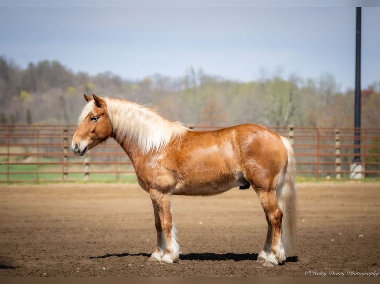 Haflinger Hongre 6 Ans 132 cm in Auburn, KY