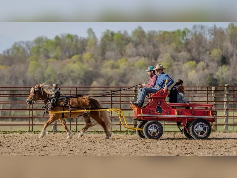 Haflinger Hongre 6 Ans 132 cm in Auburn, KY