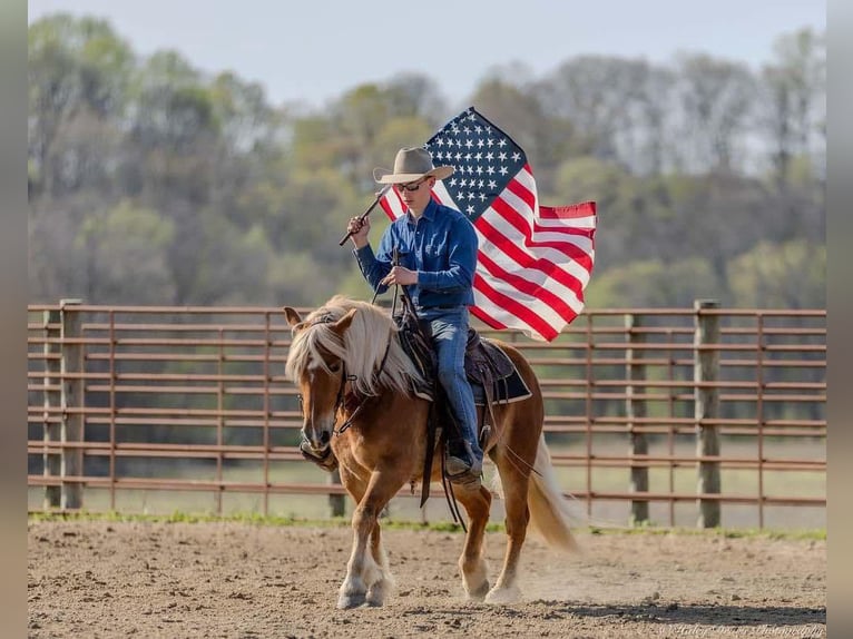 Haflinger Hongre 6 Ans 132 cm in Auburn, KY