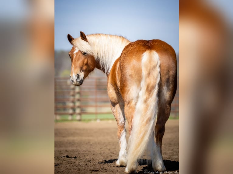 Haflinger Hongre 6 Ans 132 cm in Auburn, KY