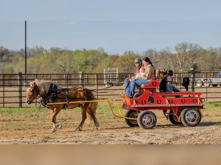 Haflinger Hongre 6 Ans 132 cm in Auburn, KY
