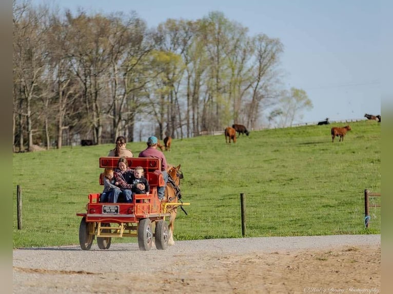 Haflinger Hongre 6 Ans 132 cm in Auburn, KY