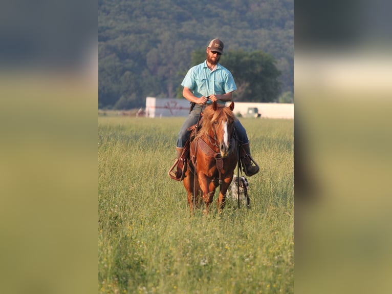 Haflinger Hongre 6 Ans 140 cm Alezan cuivré in Kinta