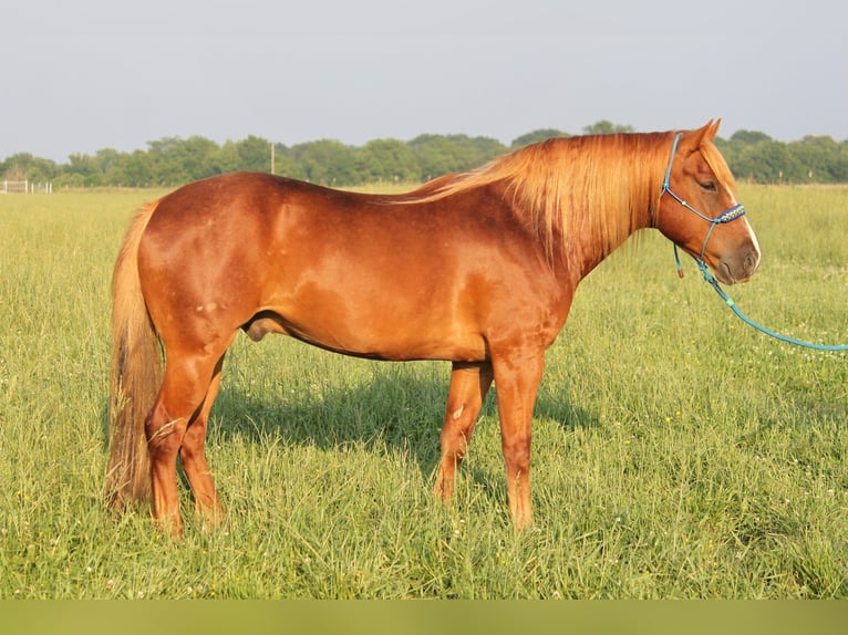 Haflinger Hongre 6 Ans 140 cm Alezan cuivré in Kinta