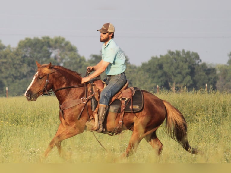 Haflinger Hongre 6 Ans 140 cm Alezan cuivré in Kinta