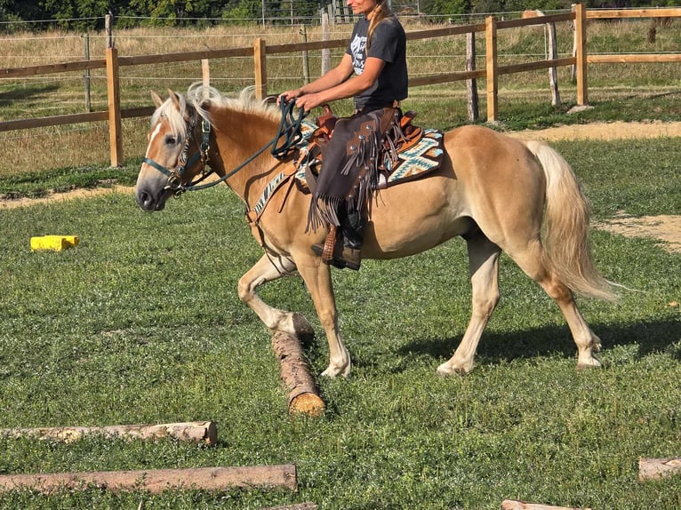 Haflinger Hongre 6 Ans 142 cm Alezan in Linkenbach