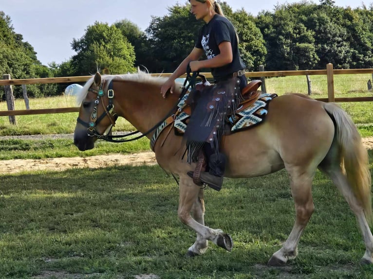 Haflinger Hongre 6 Ans 142 cm Alezan in Linkenbach