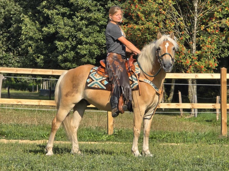 Haflinger Hongre 6 Ans 142 cm Alezan in Linkenbach