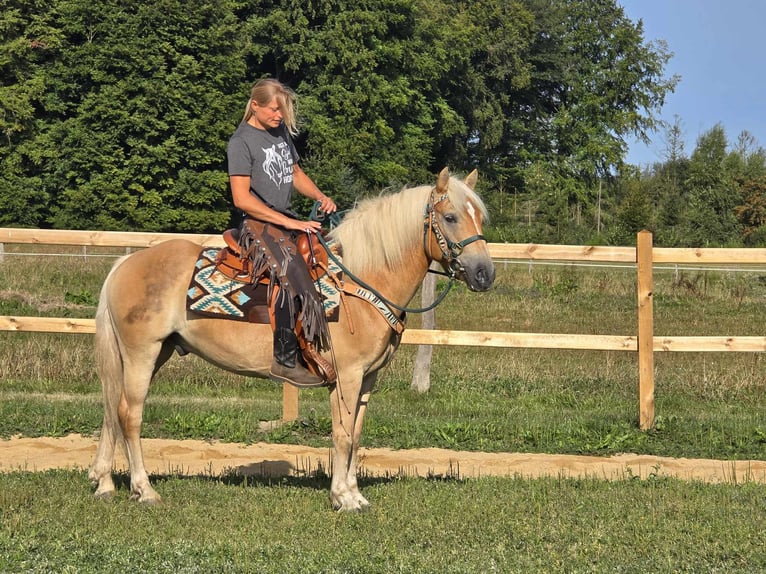 Haflinger Hongre 6 Ans 142 cm Alezan in Linkenbach