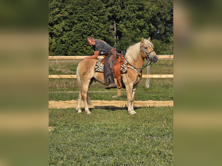 Haflinger Hongre 6 Ans 142 cm Alezan in Linkenbach