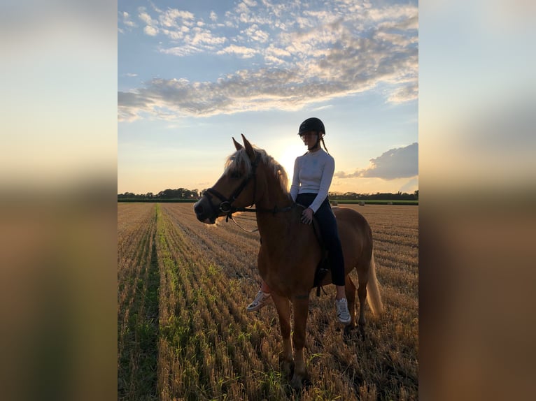 Haflinger Hongre 6 Ans 144 cm Alezan in Garrel