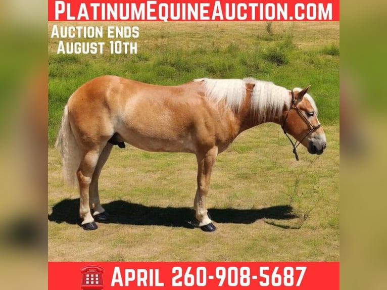 Haflinger Hongre 6 Ans 145 cm Alezan brûlé in Camden, MI