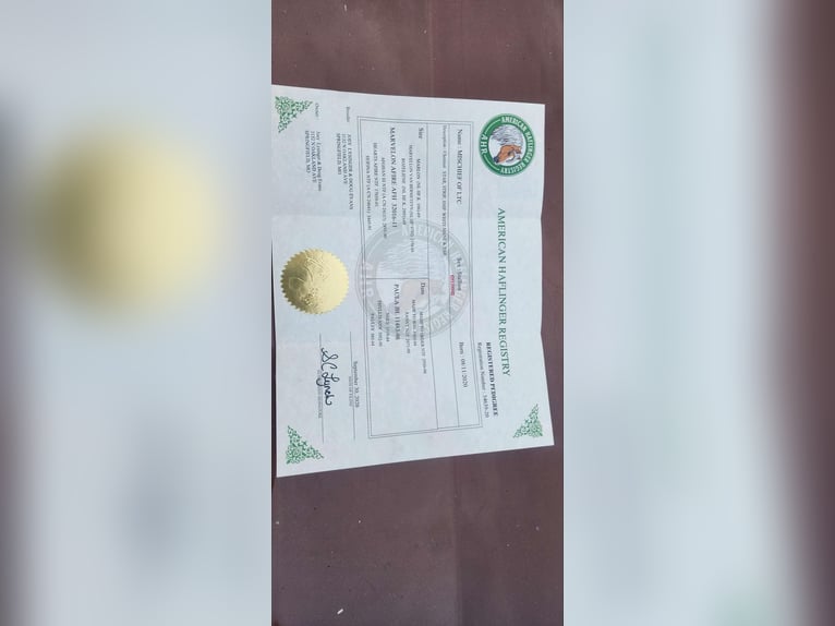 Haflinger Hongre 6 Ans 145 cm Alezan brûlé in Camden, MI