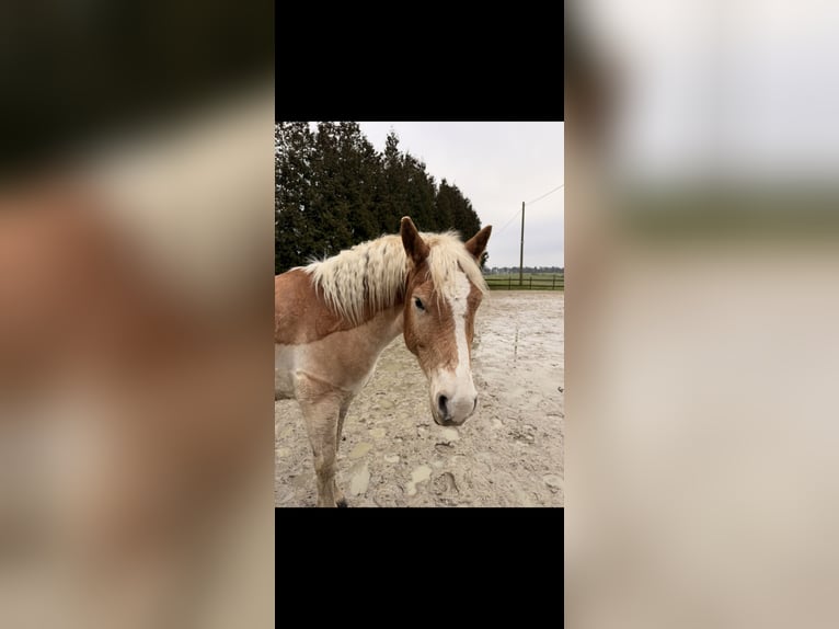 Haflinger Hongre 6 Ans 145 cm Alezan in Remscheid