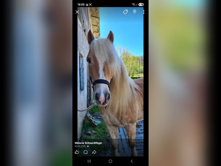 Haflinger Hongre 6 Ans 145 cm  in Brebel