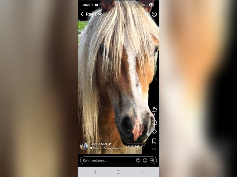 Haflinger Hongre 6 Ans 145 cm  in Brebel