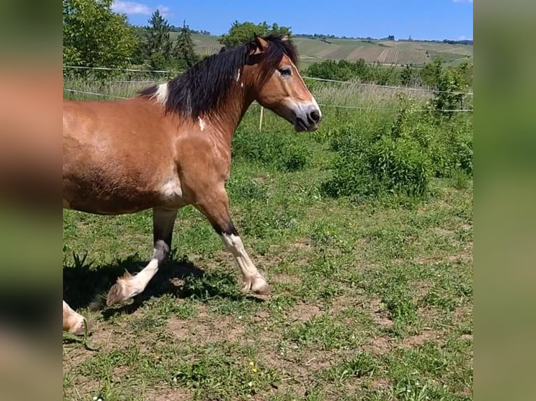 Haflinger Croisé Hongre 6 Ans 146 cm Pinto in Eltville am Rhein