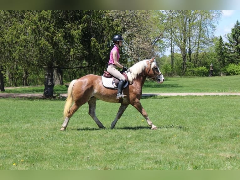 Haflinger Hongre 6 Ans 147 cm Alezan cuivré in Howell MI