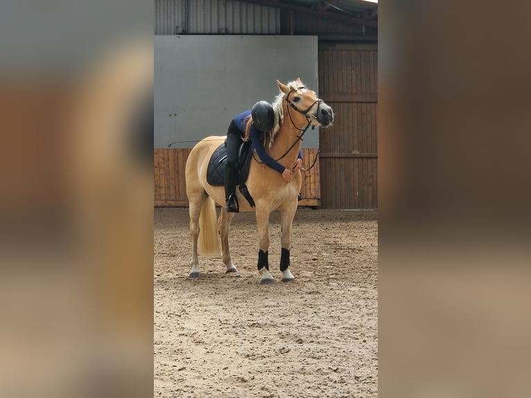 Haflinger Hongre 6 Ans 148 cm Alezan in Oldenburg