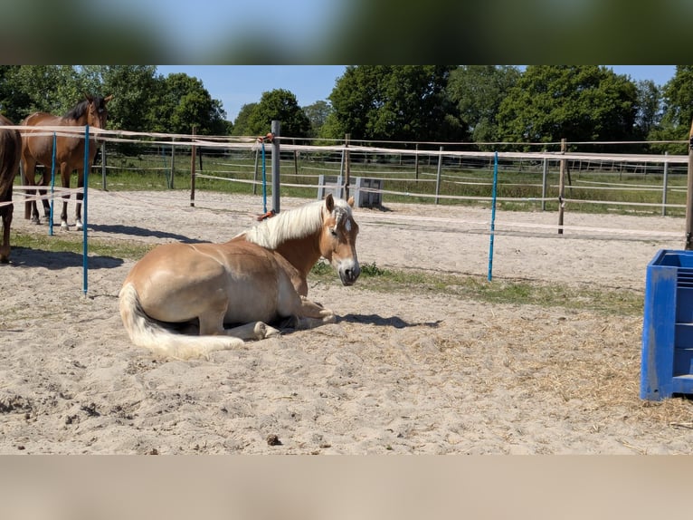Haflinger Hongre 6 Ans 148 cm Alezan in Oldenburg