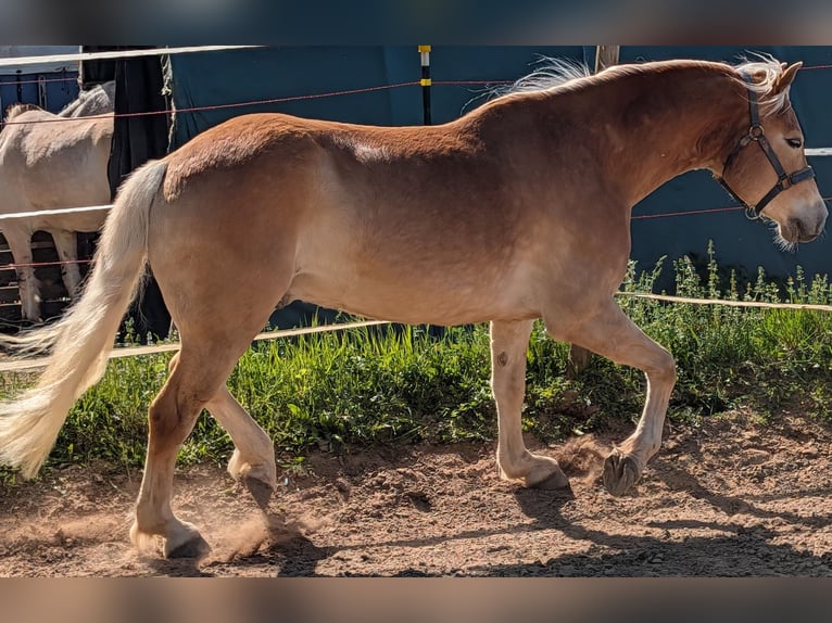 Haflinger Hongre 6 Ans 148 cm Alezan in Rodgau