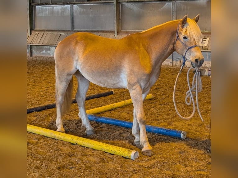Haflinger Hongre 6 Ans 148 cm Alezan in Rodgau